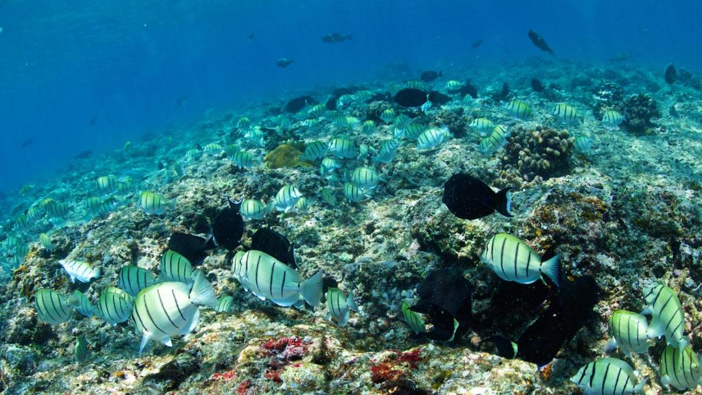 Dream Maldives Getaway: 7 Nights Adaaran Select Hudhuranfushi All Inclusive Premium Combined Return Speedboat Transfer included Price starting from £1,599pp