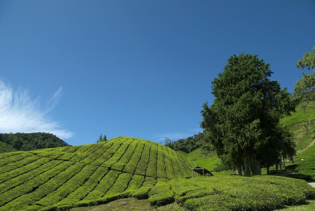 10 NIGHTS. 4 WORLDS. Kuala Lumpur → Cameron Highlands → Banjaran → Penang. price starting from £1,350PP