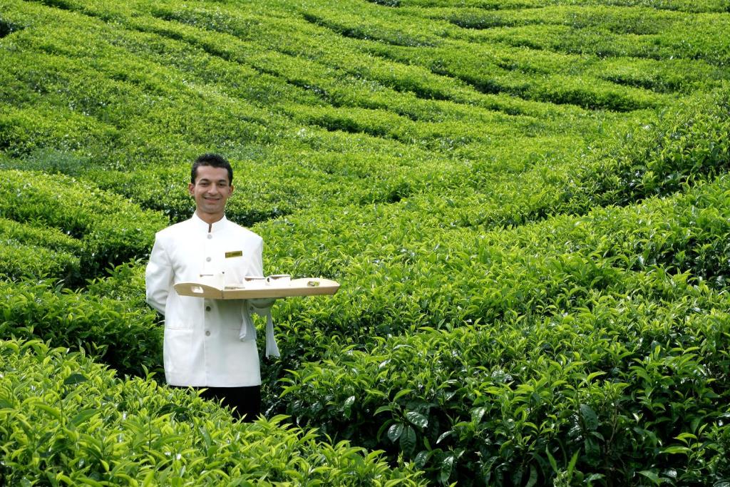 10 NIGHTS. 4 WORLDS. Kuala Lumpur → Cameron Highlands → Banjaran → Penang. price starting from £1,350PP