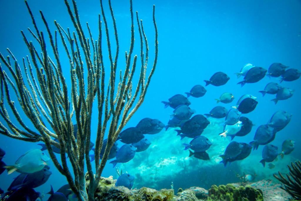 Dream Vacation Getaway: 07 Nights in St. James’s Club Antigua – All Inclusive Luxury