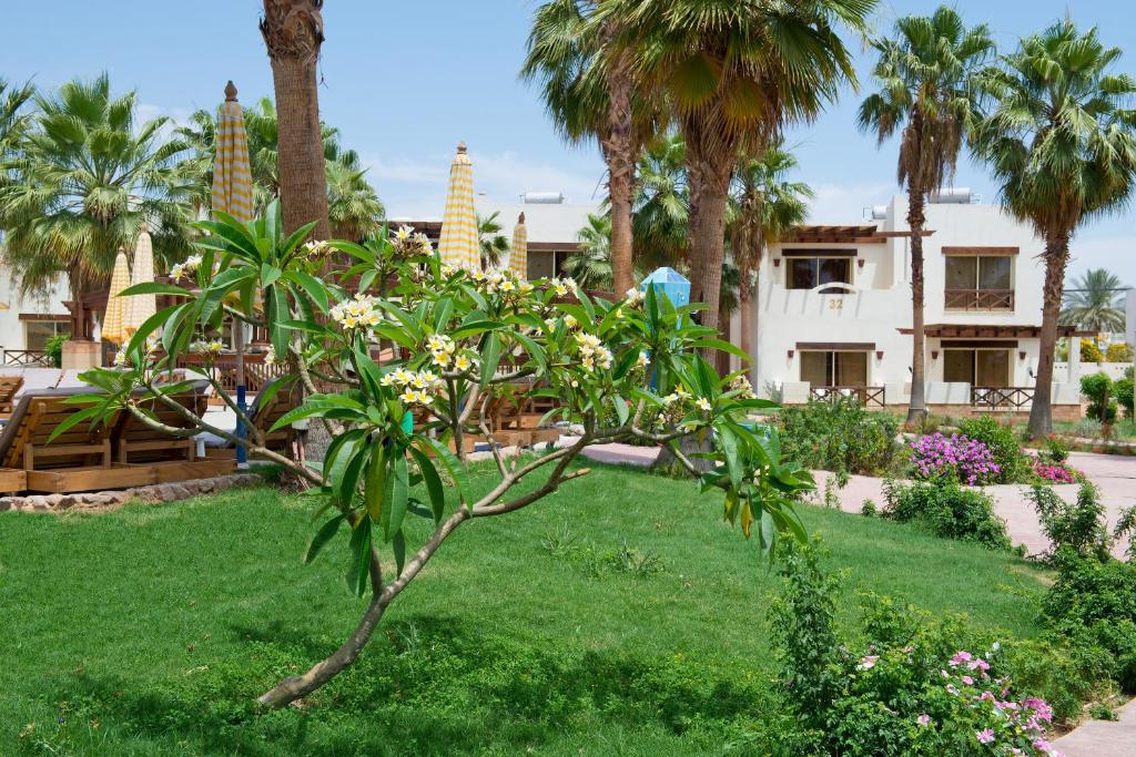 07 Nights Sharm El Sheikh Deal, Amphoras Aqua with All-Inclusive Basis for What A Holiday. £299/pp