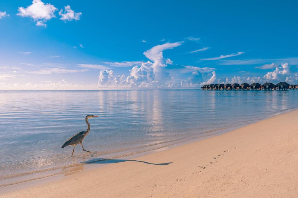 Family, Deal Extravaganza: 07 Nights Stay at Grand Water Villa Maldives for (2 Adults + 2 Kids up to 14.99 years),w/flights and transfers