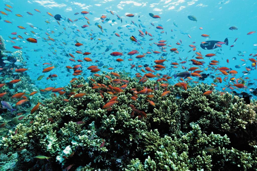 10 Nights of Pure Bliss: Atlantis, The Palm & Maldives Beach Villa– Half Board & Oblu Island Plan Limited Time Offer £2749/PP