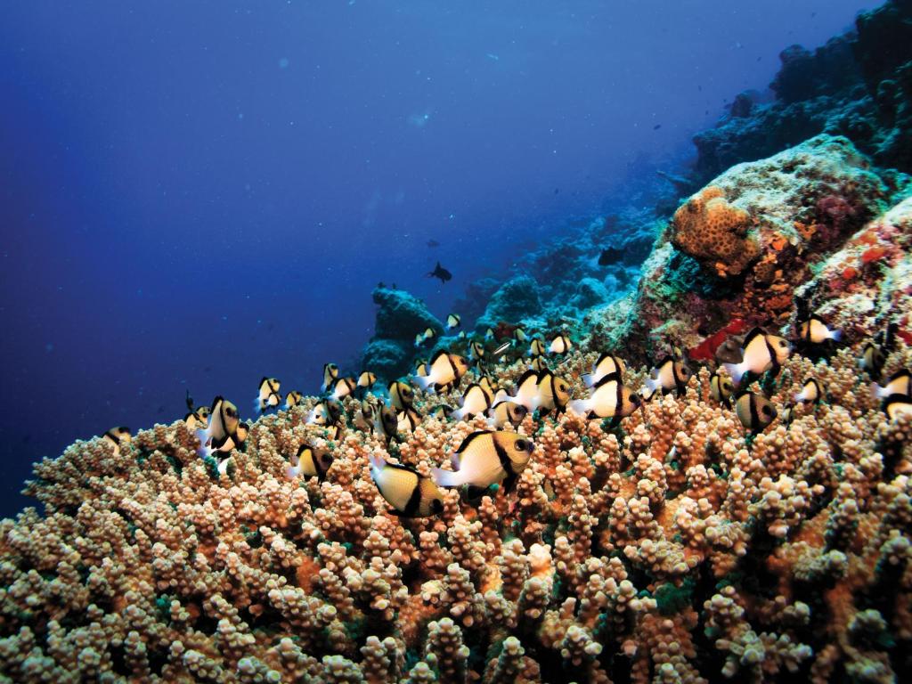 Jet off to Sangeli: All-Inclusive 07 Nights Stay at Oblu Select Sengali Water Villa, w/flight & transfers, Priced at £2599pp