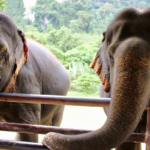 09 Nights Luxurious Stay in Khao Lak and Heart-Warming Elephant Encounters in Elephant Hills with flight & transfers