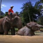 09 Nights Luxurious Stay in Khao Lak and Heart-Warming Elephant Encounters in Elephant Hills with flight & transfers