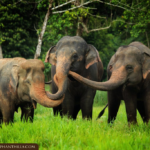 09 Nights Luxurious Stay in Khao Lak and Heart-Warming Elephant Encounters in Elephant Hills with flight & transfers