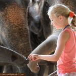 09 Nights Luxurious Stay in Khao Lak and Heart-Warming Elephant Encounters in Elephant Hills with flight & transfers