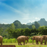 09 Nights Luxurious Stay in Khao Lak and Heart-Warming Elephant Encounters in Elephant Hills with flight & transfers