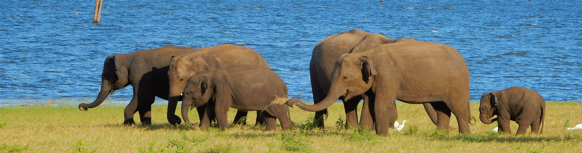 “The Ultimate Tropical Twin Centre Escape: Maldives & Srilanka in 09 Nights.” w/flightsand transfers.